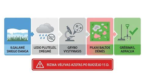 Pelėsio paveikslėlis: priežastys, prevencija ir šalinimas