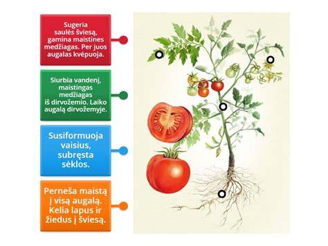 Fasado kainų sudedamųjų dalių diagrama
