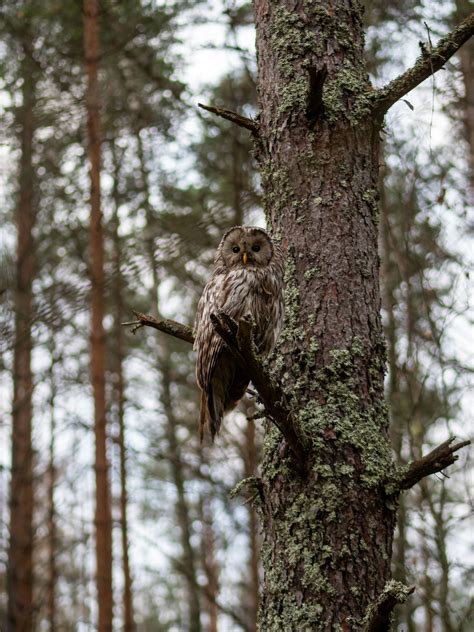 Vizualizacija: paukščių elgesio ir derliaus apsaugos schema