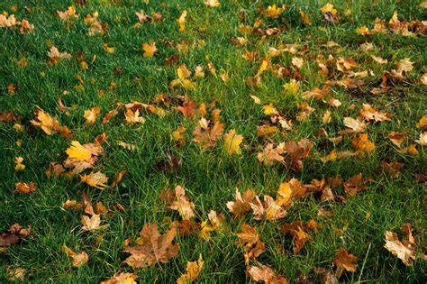 Grunto paruošimo darbų iliustracija