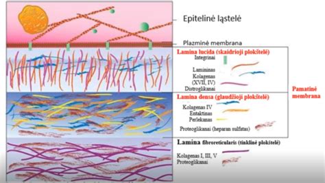 Epitelio audinio sluoksnių iliustracija (paviršinis, daugiasluoksnis, liaukinės liaukos)