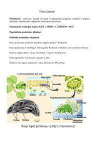 Kristalinės hidroizoliacijos proceso schema