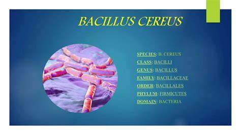 Infografika: Bacillus cereus plitimo keliai maisto grandinėje