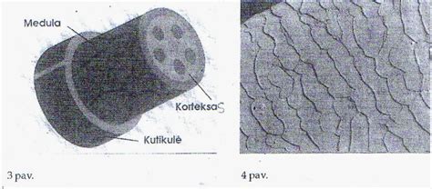 Infografika: trisluoksnio parketo sandara (viršutinis sluoksnis, vidurinis sluoksnis, apatinis sluoksnis)