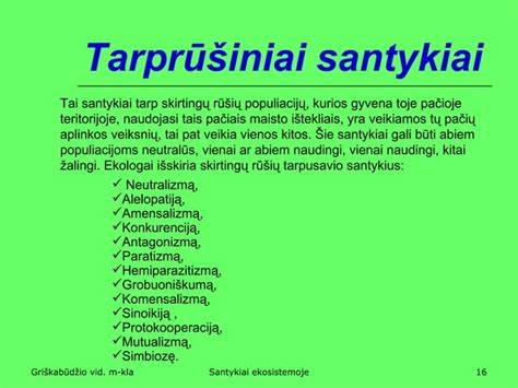 Infografika: Skirtingų medžiagų santykiai hypertufos vazonams