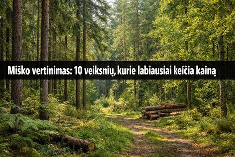 Infografika apie pagrindinius veiksnius įtakojančius miško kainą