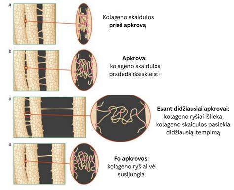 Infografika: AustroPEX HT konstrukcija ir sostinės sandara