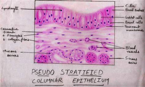 infographic depicting layers of stratified pseudostratified epithelium with labelled components