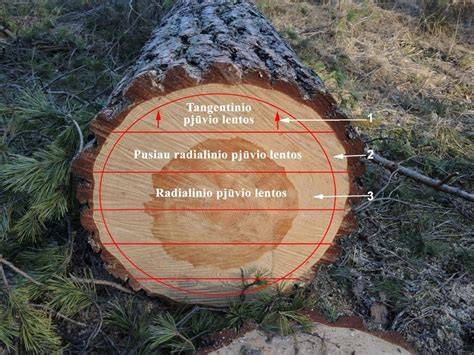 medienos_freza_informacinė_diagrama