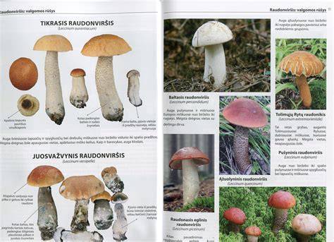 Diagramė: grybų įsikūrimas ir plėtimosi sąlygos medienoje