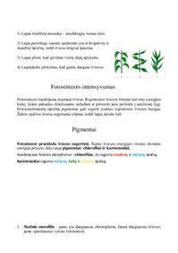 Medinės klojinio nuėmimo proceso schema