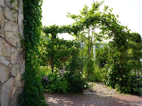 Betoninė arka su vijokliais