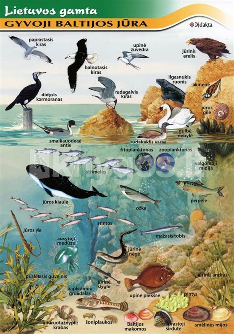 Infografika: Baltijos jūros gyvūnijos įvairovė