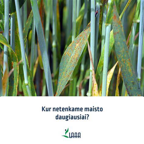 Infografika: medienos kenkėjų augimo ir apsaugos procesas