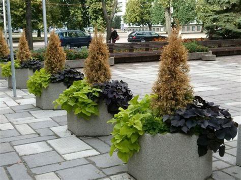 Schematinis pavaizdavimas, kaip augalai dera su grindinio plokštėmis