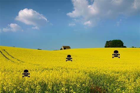 Platūs grafikai: miškų plėtra vs. biologinė įvairovė