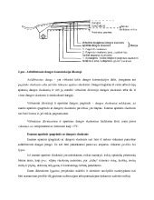 Schematinis kelio dangos sluoksnių pjūvis
