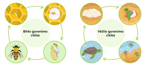 Infografika apie helmintozes: rūšys, gyvenimo ciklai ir rizikos veiksniai