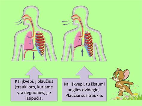 Vaizdas, kaip asbesto pluoštai patenka į plaučius