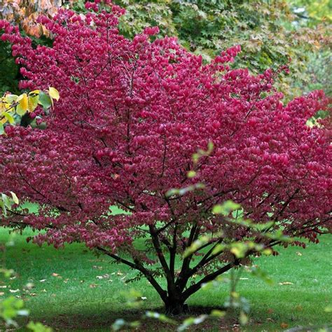 Euonymus europaeus augimo vaizdas, rožinės dėžutės su oranžinėmis sėklomis
