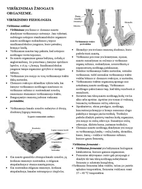 Infografika: Aliuminio ciklas žmogaus organizme, kaupimosi vietos ir galimos poveikio kryptys