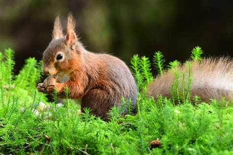 užsakytų Volunta Project Natural parketlenčių pakuotės bute