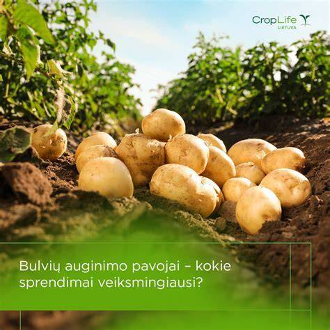 Bulvių plokštainio paruošimo žingsniai infografika