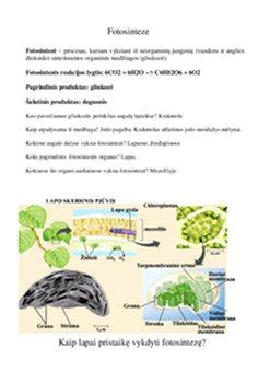 Hidroizoliacijos proceso schema