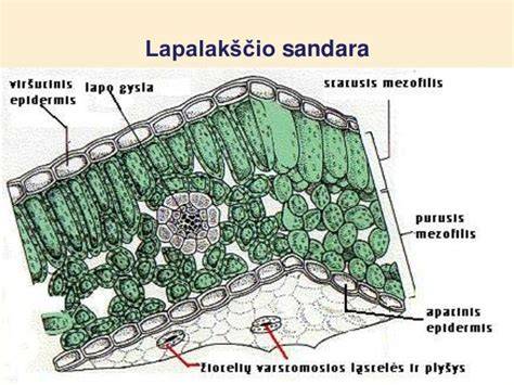 schemos diagrama: augalu audiniai, pluoštai, medienos sluoksniai