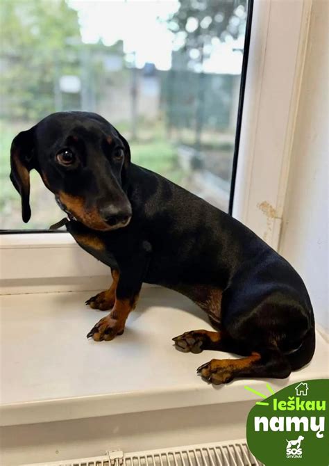 Gyvūnas ieško namų Kaune