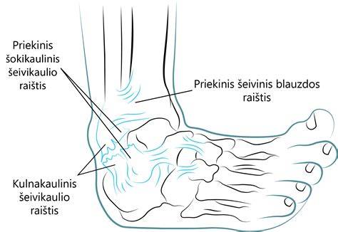 Kelio ir čiurnos raiščiai - anatominė schema