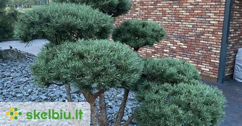 Įvairių rūšių dekoratyvinių pušų sodinimo schema