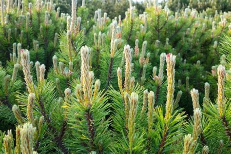 Palyginamoji skirtingų pušų rūšių nuotraukų galerija