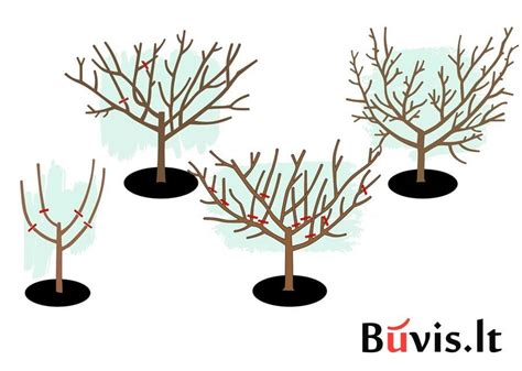 Schema, iliustruojanti teisingą pušies genėjimo techniką