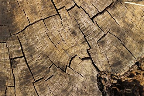 Ąžuolo medienos tekstūra