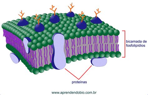 cokolis-apsiltinimas-xps-membrana