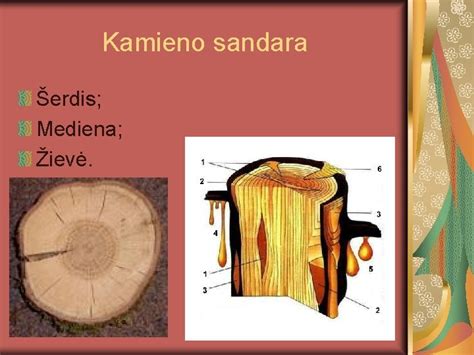 Medžio kamieno pjūviai: skersinis, radialinis, tangentinis