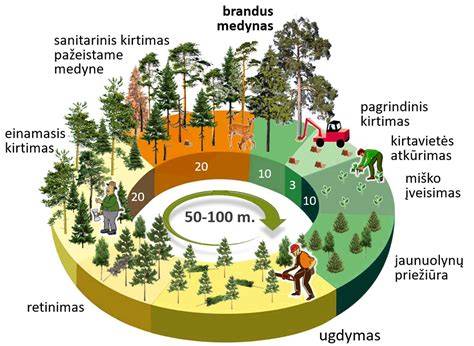 Diagrama: žaliavinės medienos sortimentai ir jų skirstymas