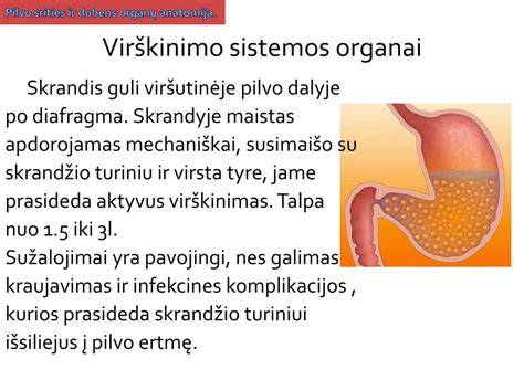 Gastrostomos įdėjimo anatomija: skrandis, pilvo siena ir vamzdelio kelias