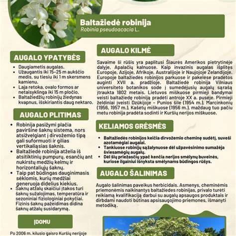 Baltažiedės robinijos šaknų atžalų plitimo vaizdas per vegetaciją